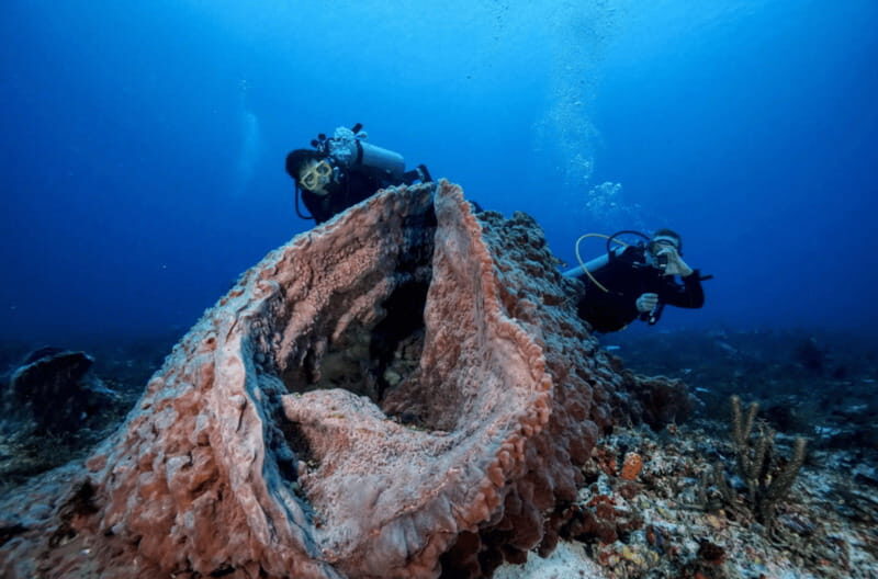 Playa del Carmen: Guided Reef Diving for Certified Divers - Depth Choices Up To 30 Meters and the Mama Viña Wreck at 27 Meters