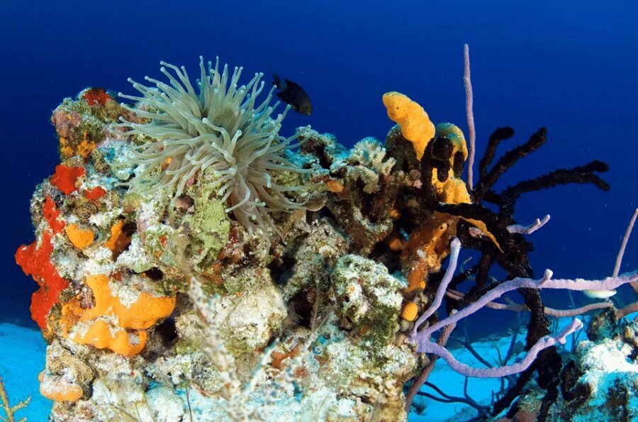 Playa del Carmen: Guided Reef Diving for Certified Divers - What Makes the Guides Stand Out: Stefan, Moy, and Clear Support in the Water