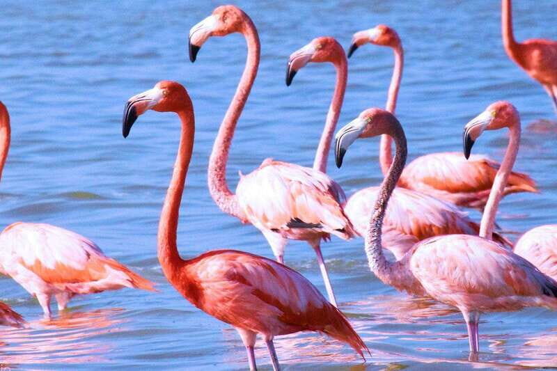 Playa del Carmen: Rio Lagartos and Las Coloradas Tour - Seafood lunch and the reality of meal options