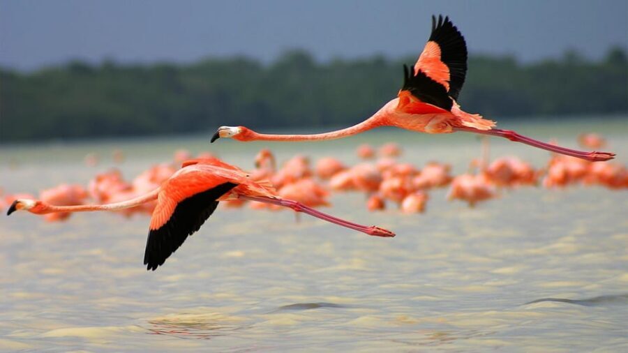 Playa del Carmen: Rio Lagartos and Las Coloradas Tour - Should you book this Playa del Carmen pink-lakes and Rio Lagartos tour?