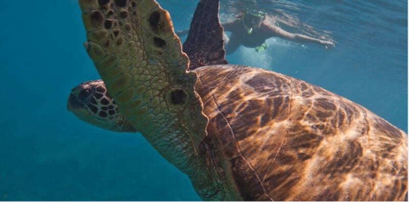 Playa del Carmen: Snorkel Tour at Local Reef - Key Highlights You’ll Feel From Day One