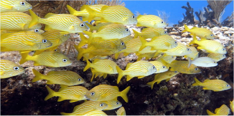 Playa del Carmen: Snorkel Tour at Local Reef - Playa Esmeralda and a Possible Bonus Stop