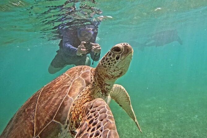 Playa del Carmen Tour Akumal Swimming With Turtles And Lagoon Yal Ku - Key highlights at a glance