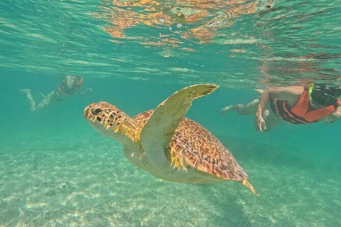 Playa del Carmen Tour Akumal Swimming With Turtles And Lagoon Yal Ku - Akumal Bay Turtle Snorkeling: What You’ll Be Doing