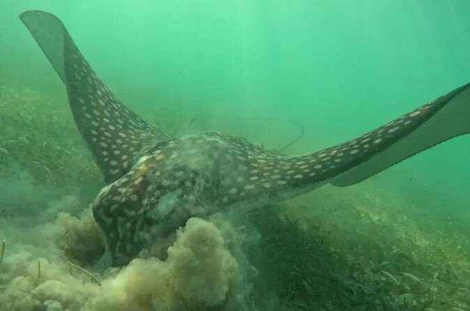 Playa del Carmen Tour Akumal Swimming With Turtles And Lagoon Yal Ku - Getting There Smoothly: The 8:00 am Start and Pickup Routine