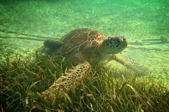 Playa del Carmen Tour Akumal Swimming With Turtles And Lagoon Yal Ku - Henry Tours Mx: The Guide Factor That Changes the Day