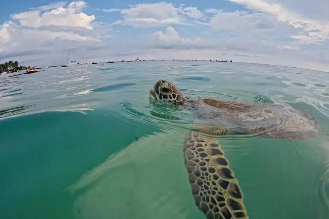 Playa del Carmen Tour Akumal Swimming With Turtles And Lagoon Yal Ku - How This 4-Hour Tour Feels: Pace, Fit, and Expectations