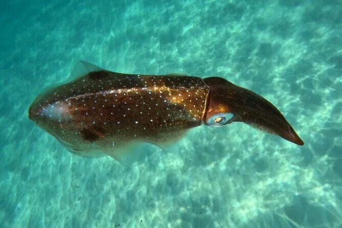 Playa del Carmen Tour Akumal Swimming With Turtles And Lagoon Yal Ku - Should You Book This Akumal and Yal-Kú Tour?