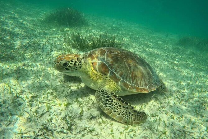 Playa del Carmen Tour Akumal Swimming With Turtles And Lagoon Yal Ku - Yal-Kú Lagoon: Fresh-and-Salt Water Time in a Jungle Cove