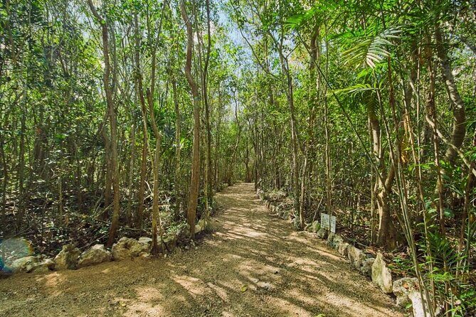 Private 4Cenote Experience, swim in the heart of the Mayan Jungle - Four cenotes in one day: pacing, variety, and what to expect