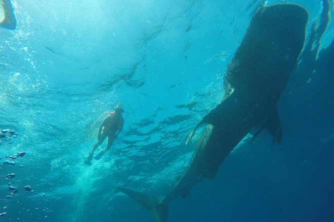 Private and Shared Whale Shark Tour from Tulum - Early Lunch, Warm Water, and a Long Day