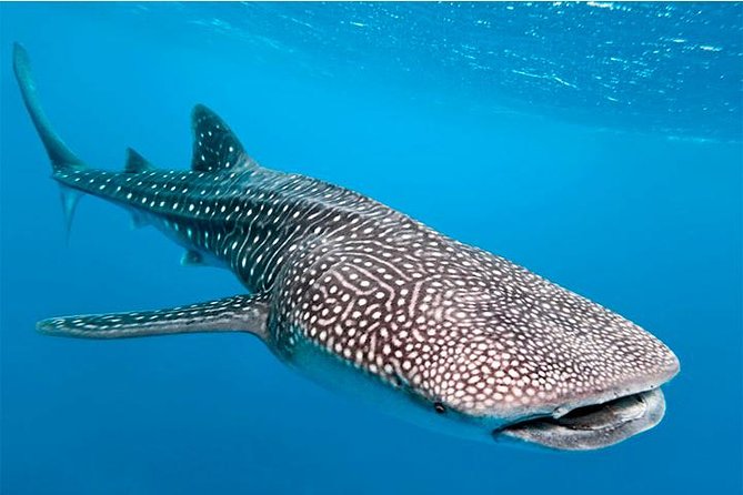 Private and Shared Whale Shark Tour from Tulum - How the 6am Start Changes the Whole Trip