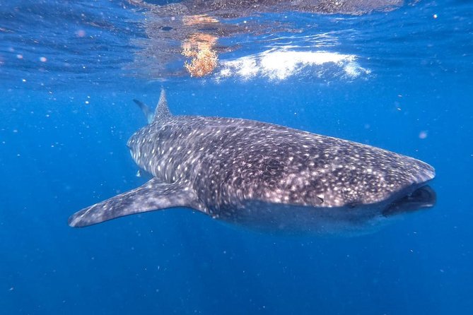 Private and Shared Whale Shark Tour from Tulum - Swimming With Whale Sharks: The No-Contact Part Is the Whole Point