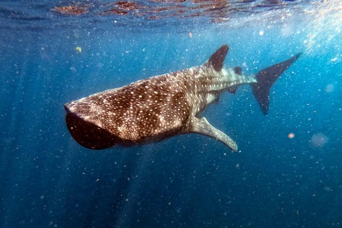 Private and Shared Whale Shark Tour from Tulum - Key Points You’ll Care About
