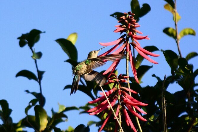Private Birdwatching Tour in Sian Ka'an Muyil - Why Muyil and Sian Ka’an are prime bird country
