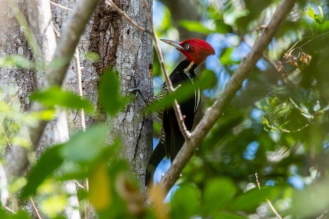 Private Birdwatching Tour in Sian Ka'an Muyil - Price and value: is $218 per person a good deal?