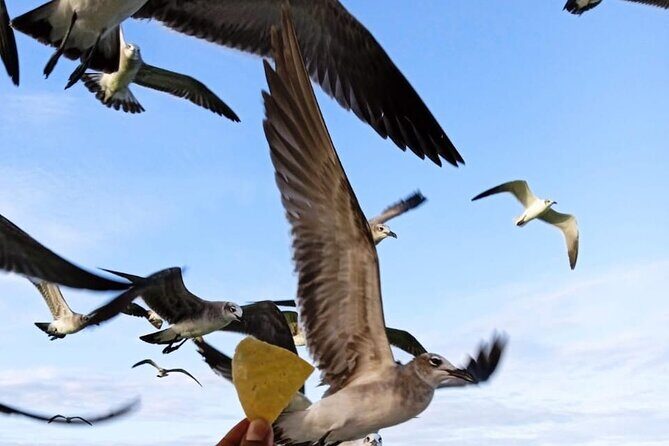 Private boat tour (3 islands tour) - Stop 3: Punta Mosquito Sandbanks and Clear-Water Swims