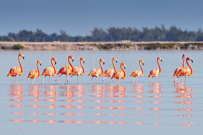 Private Chichen Itza, Cenote Ik Kil, Rio Lagartos & Las Coloradas - A 6:30 a.m. start that saves you serious time