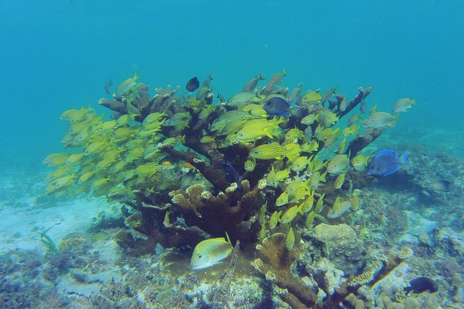 Private Escape: Isla Contoy & Isla Mujeres with Snorkeling - Isla Mujeres in one hour: Playa Norte time and street wandering