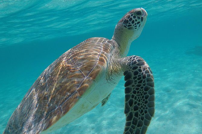 Private Experience: Akumal sea turtles encounter and Yal-kú lagoon colorfull fish snorkel. - Snorkeling equipment, entrances, and what’s actually included