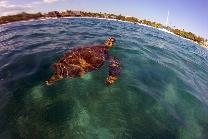 Private Experience: Akumal sea turtles encounter and Yal-kú lagoon colorfull fish snorkel. - Timing and how to get the best water time