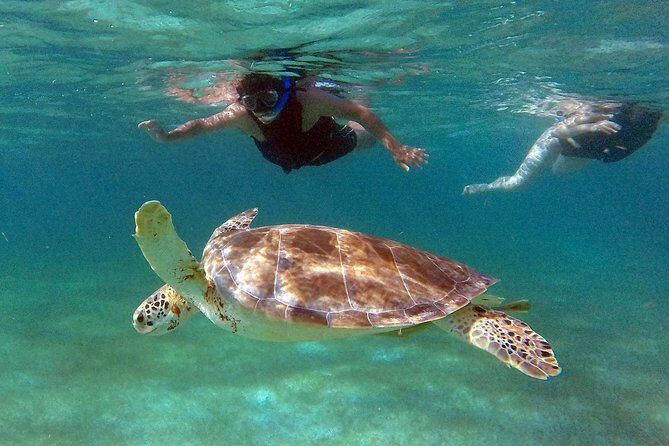 Private Experience: Akumal sea turtles encounter and Yal-kú lagoon colorfull fish snorkel. - Price and value: what you’re really paying for
