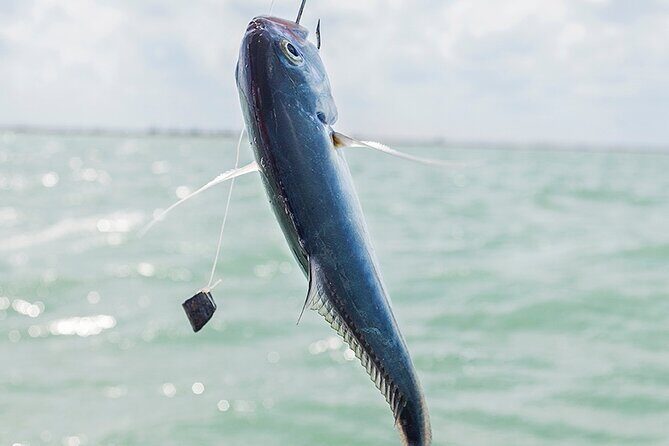 Private Fishing Tour from Isla Holbox (up to 6 pax) - A private charter off Isla Holbox: what you’re really paying for