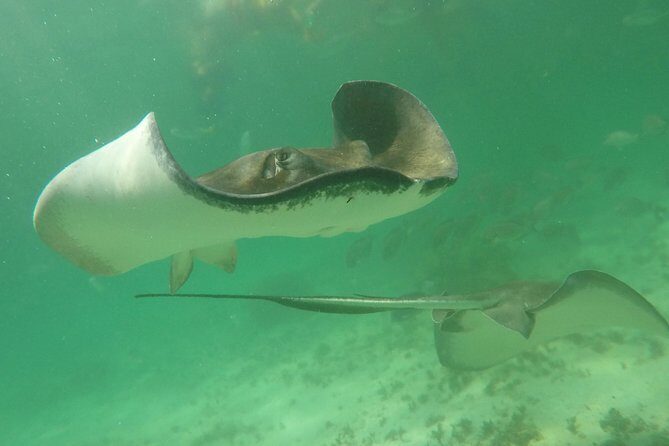 Private Fishing Tour in Yacht Playa del Carmen - The Taxidermy Option: Trophy Fish Without DIY