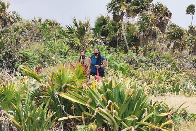 Private Full-Day Guided Tulum Coba and Cenote Tour with Lunch - Pickup from Playa del Carmen vs. Cancun: logistics that affect value