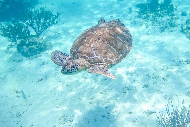 Private Half-day Luxury Experience with Turtles & Majestic Cenote - Key things to know before you go
