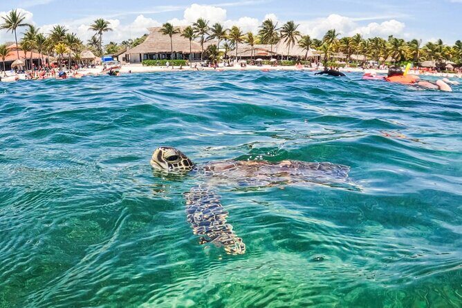 Private Half-day Luxury Experience with Turtles & Majestic Cenote - Lunch and the Mayan snack stop: fueling you for the drive back