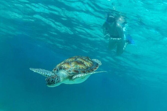 Private Half-day Luxury Experience with Turtles & Majestic Cenote - Price and what $180 actually buys you