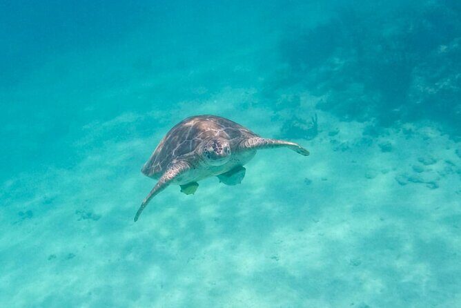 Private Half-day Luxury Experience with Turtles & Majestic Cenote - Practical tips that make the day smoother