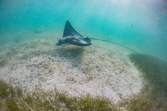 Private Half-day Luxury Experience with Turtles & Majestic Cenote - Should you book this private Turtle & Cenote luxury experience?