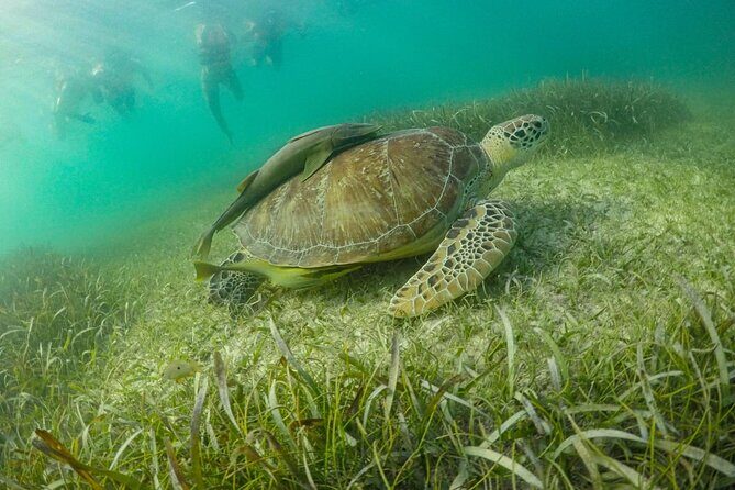 Private Half-day Luxury Experience with Turtles & Majestic Cenote - The guide matters: what you’re paying for beyond gear