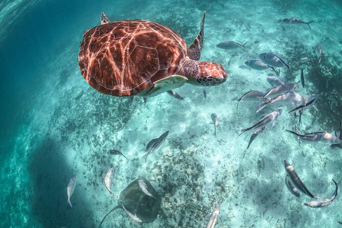 Private Half Day Tour in Cenote Cave and Swimming with Turtles - Price and the Real Cost: Is It Worth $746.32 Per Group?