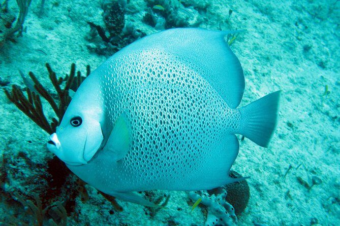 Private Isla Mujeres Adventure & Free Time - Transfers and Safety: Why the Private Guide Matters