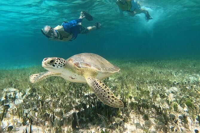 Private Jeep Tour & ATV to Jade Cavern Cenote: All Inclusive - Skyreef Beach Club Snorkeling: Shore-Accessible Reefs with a Real Guide