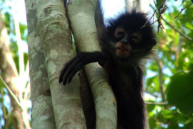 Private - Mayan Inland Expedition - Coba Ruins, Punta Laguna and Mayan family - Stop 3: Punta Laguna Nature Reserve for Monkeys, Canoeing, and Zipline