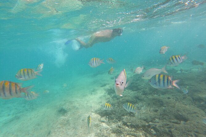 Private MUSA Snorkeling Experience at Isla Mujeres and Cancun - Price and value: what $550 per group buys you