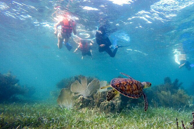 Private (only you) Reef Snorkeling in Puerto Morelos 2x40 minutes - The “Private-Only” Difference: You See More Because You’re Not Rushing