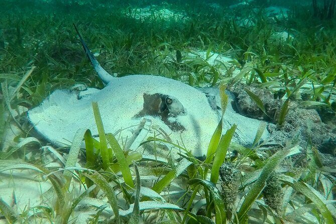 Private (only you) Reef Snorkeling in Puerto Morelos 2x40 minutes - Getting From Your Hotel to the Boat Without Losing the Morning
