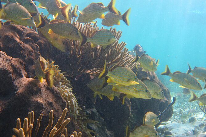 Private (only you) Reef Snorkeling in Puerto Morelos 2x40 minutes - Included vs Not Included: Where Your Money Goes