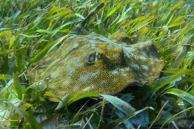 Private (only you) Reef Snorkeling in Puerto Morelos 2x40 minutes - Two 40-Minute Reef Sessions: The Timing That Makes Snorkeling Feel Right