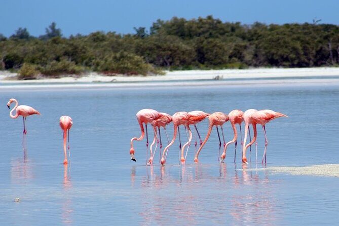 Private Rio Lagartos Flamingo and pink lakes - Key reasons this Rio Lagartos day works