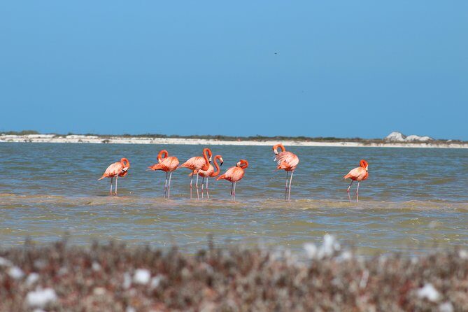 Private Rio Lagartos Flamingo and pink lakes - A Private Boat Day in the Ría Lagartos Biosphere