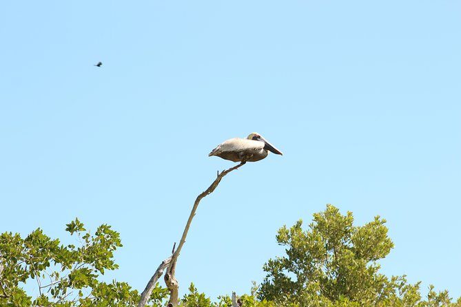Private Rio Lagartos Flamingo and pink lakes - Transfers, Vehicle Comfort, and English Support