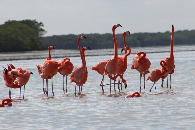 Private Rio Lagartos Flamingo and pink lakes - Timing Tips: How to Keep the Day Feeling Smooth