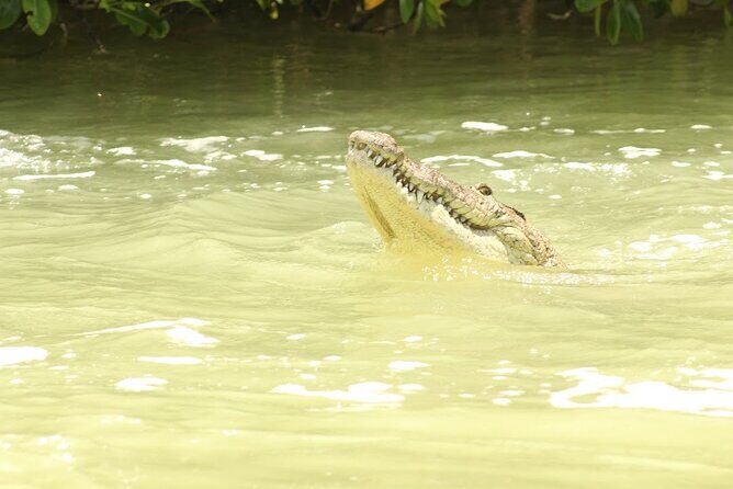 Private Rio Lagartos Flamingo and pink lakes - Who This Private Rio Lagartos Tour Is Best For
