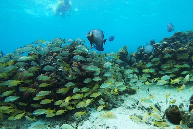 Private Snorkel Tour On The Reef Lagoon - From the meeting point to the first splash: how the 3-hour flow works